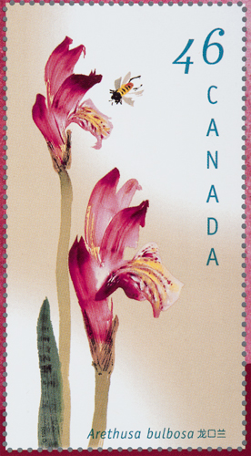 Dragon's Mouth Orchid - 1998